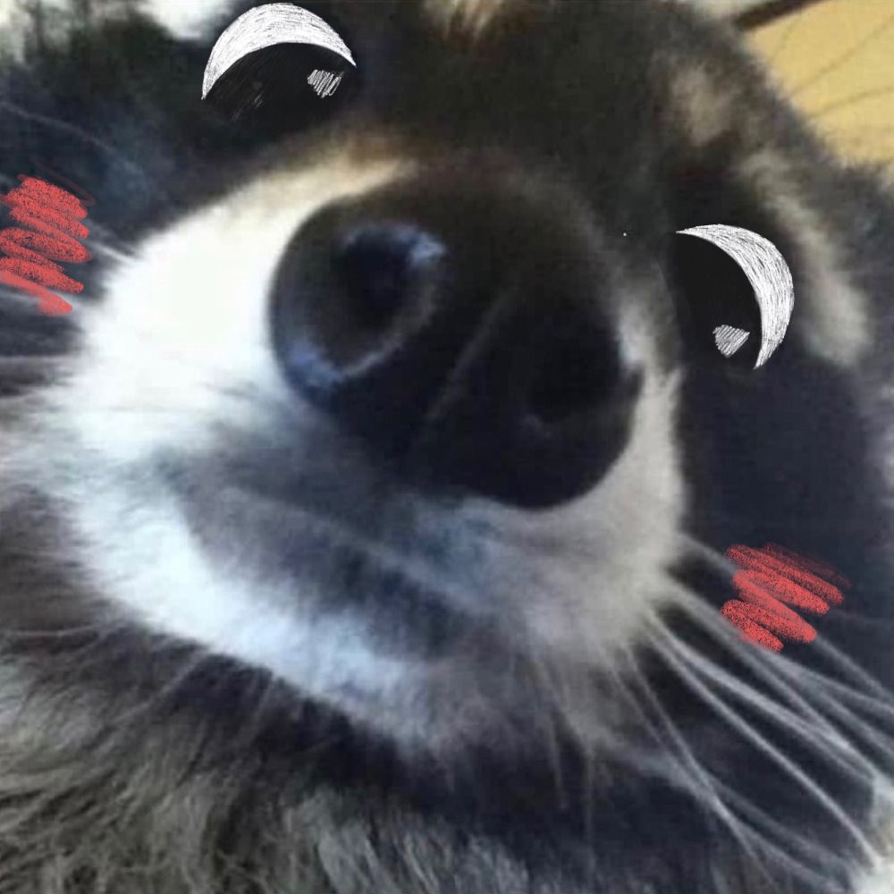 Nox 🦝