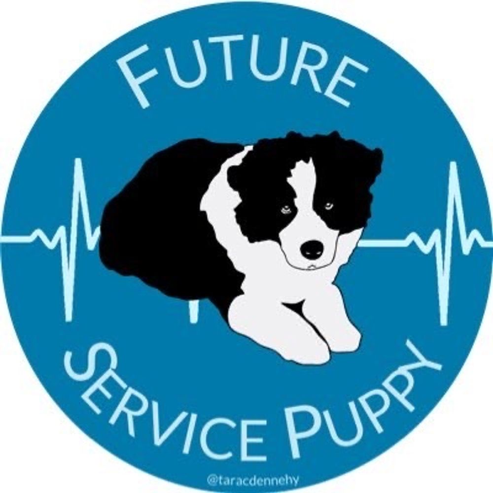 Beacon, Border Collie Service Puppy in Training