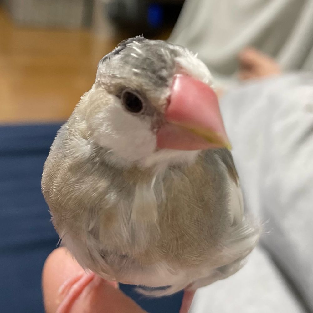 文鳥飼い主