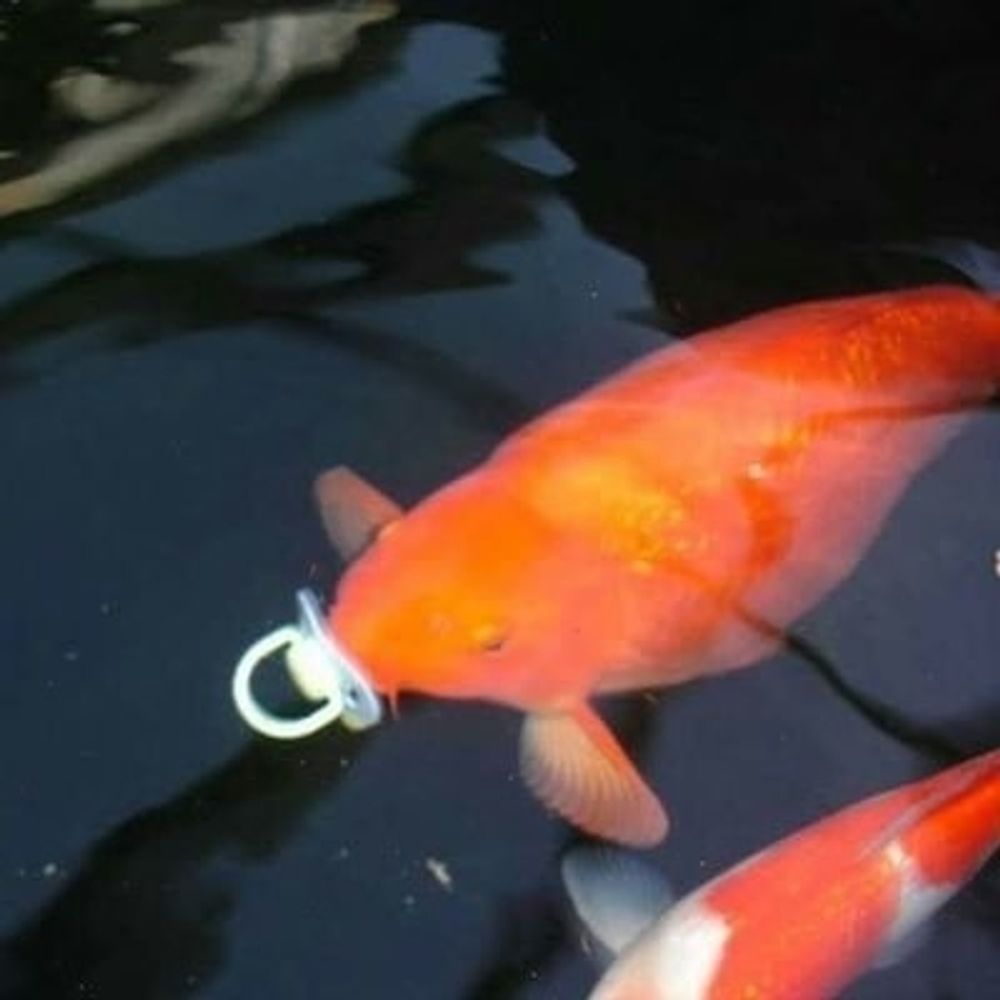 bichinho de matar com pedra