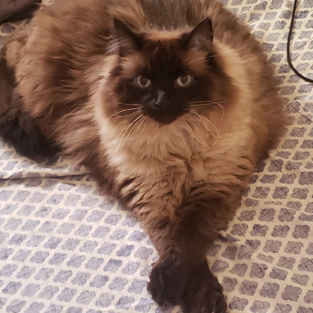 Dan