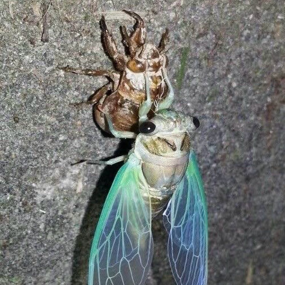 Cicada Shell Collective