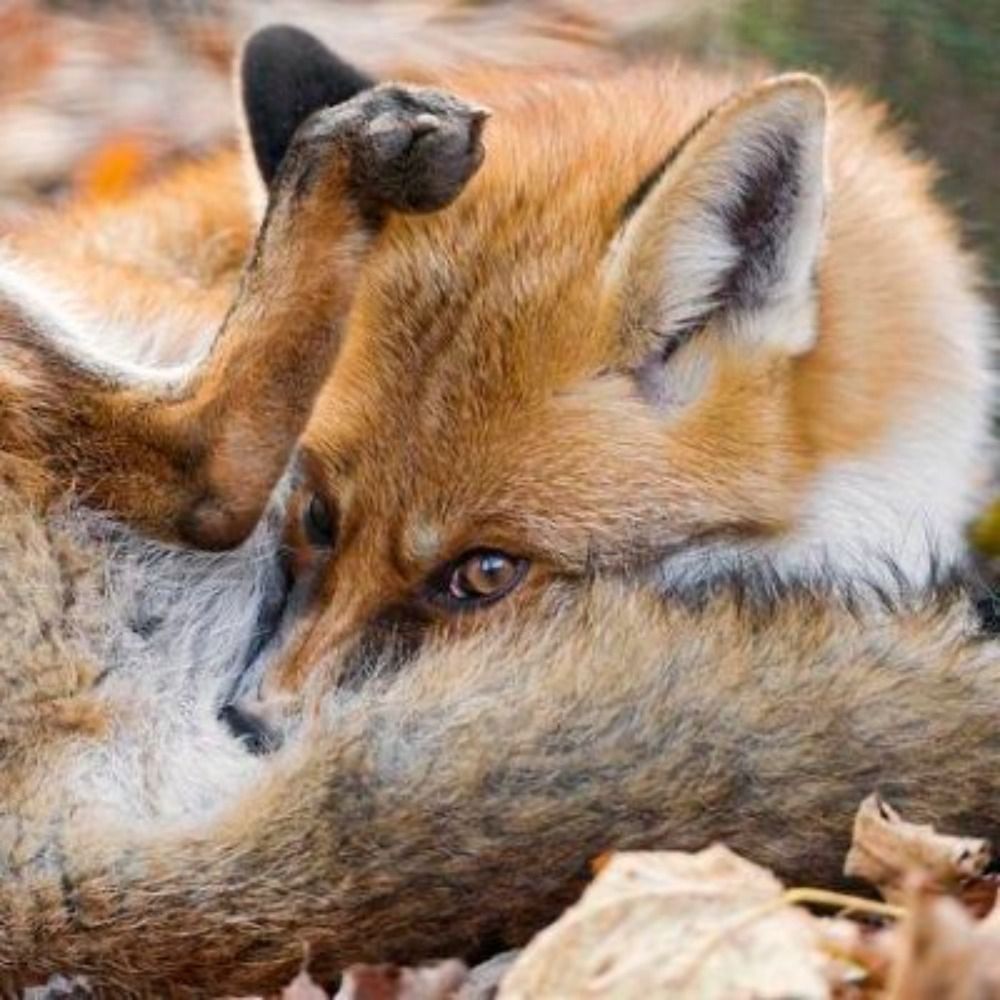 sweet_fox's avatar