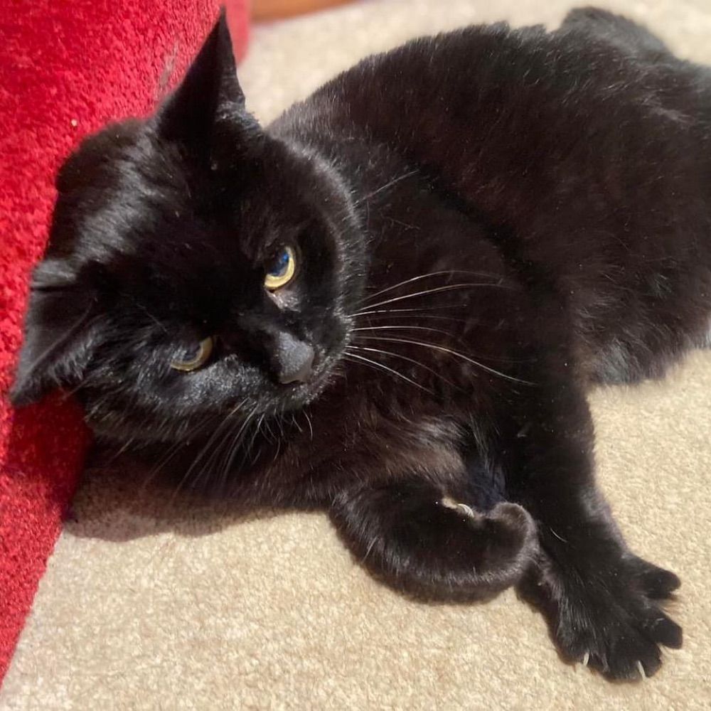 Sleek Louie Cat