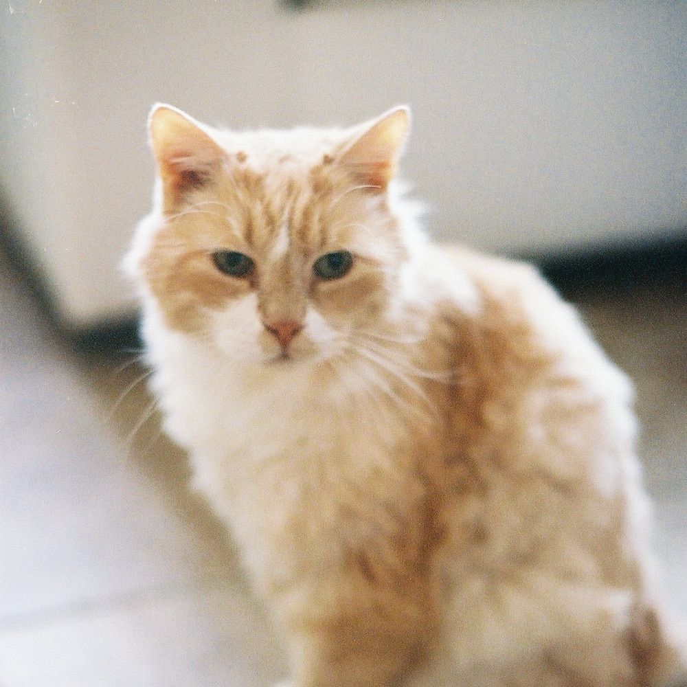 Vincent