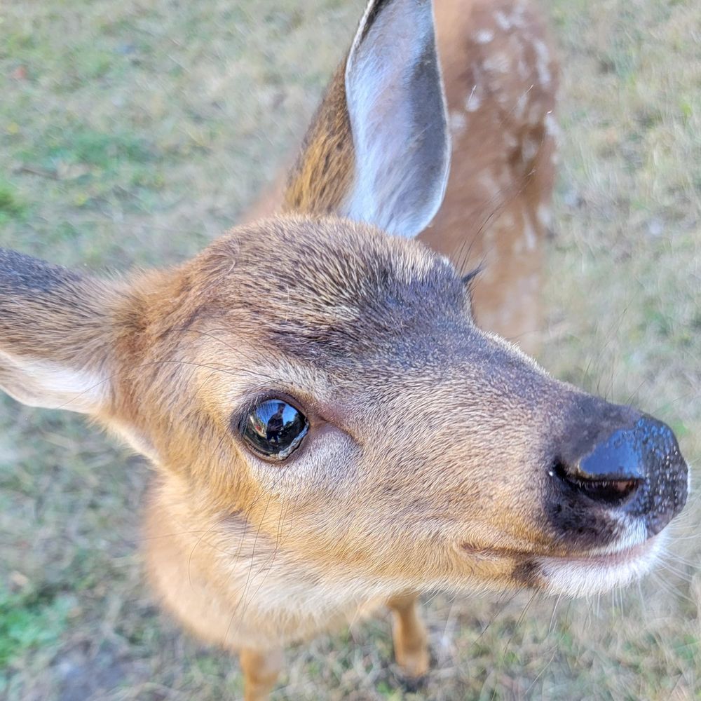 Deer N Dash