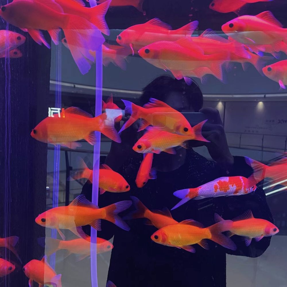 今天摸鱼