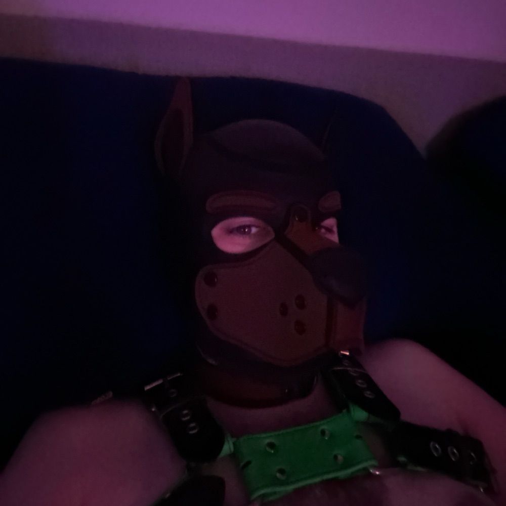 Puppy Perrin