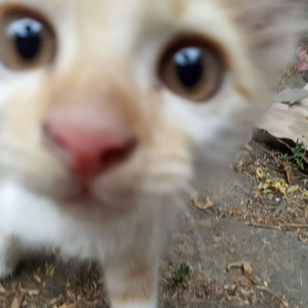 𝐀. Pandu