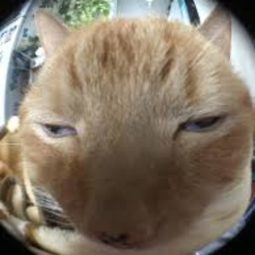 Elliot