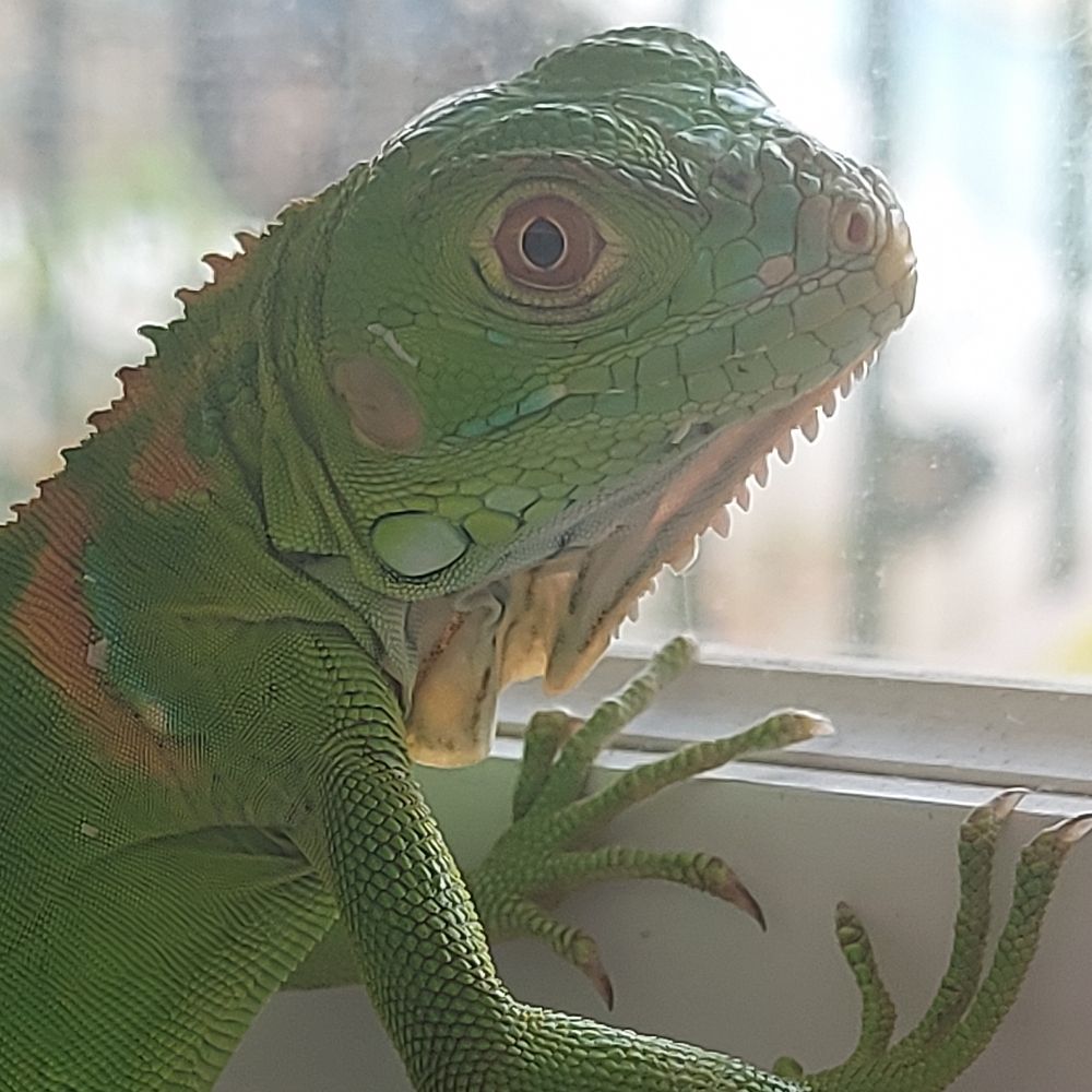 haro