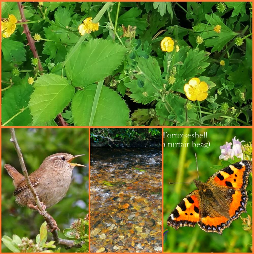 Nature Ireland