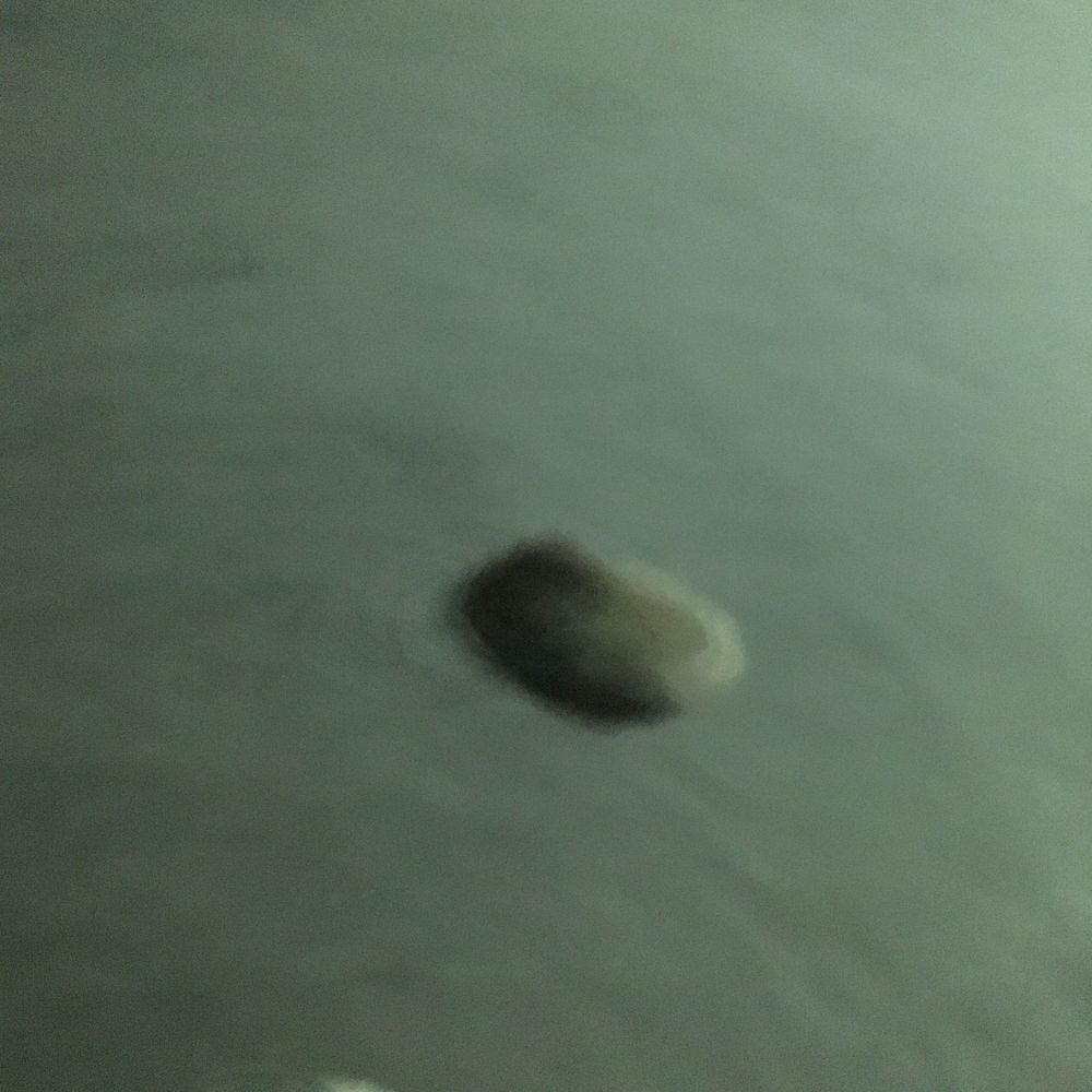 ぎにょる