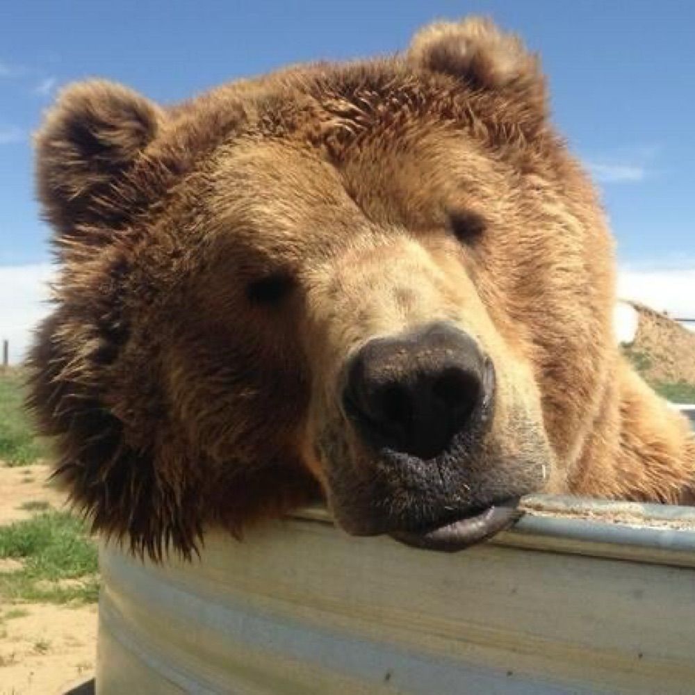 Daniel “Somber” Bear