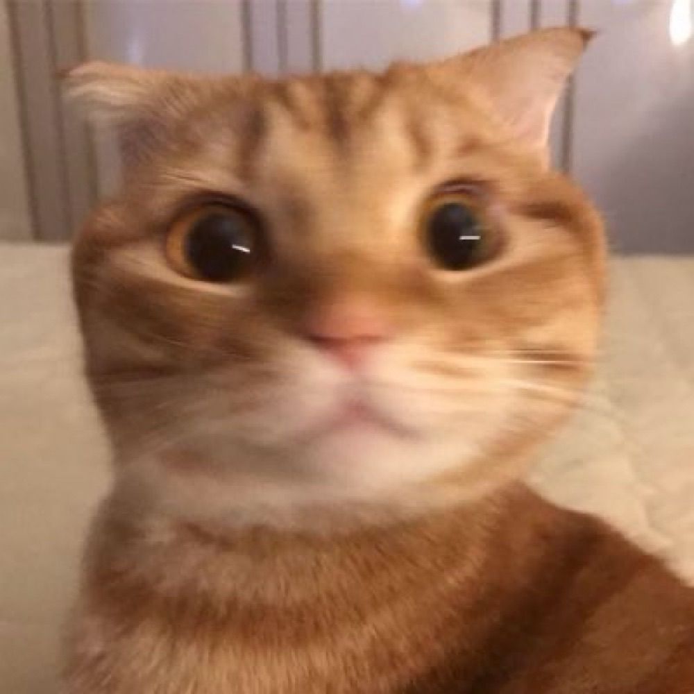 kakalshow 