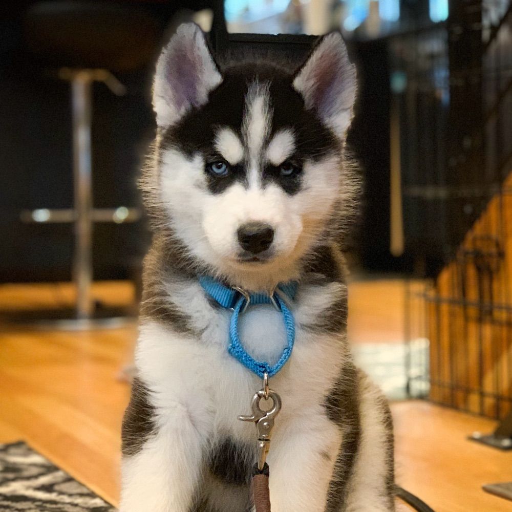 Siberian Derpskies