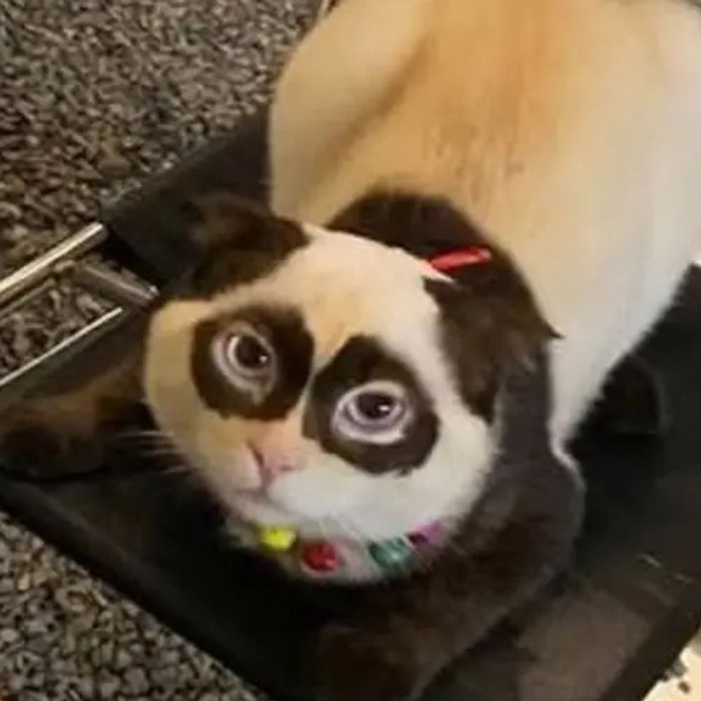 I’m Panda the kitty
