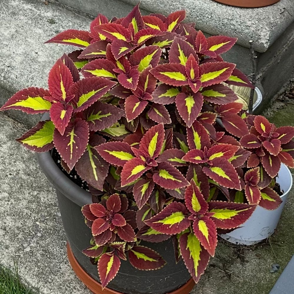 dora