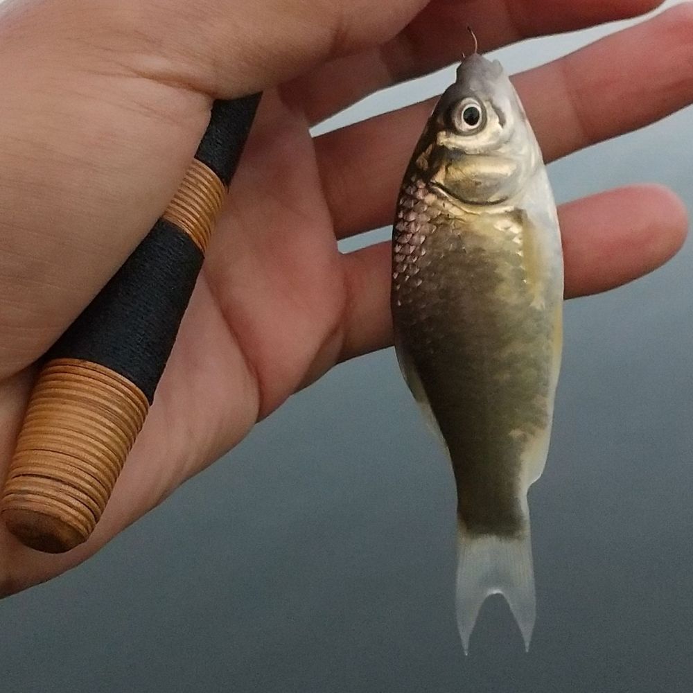 ウノ
