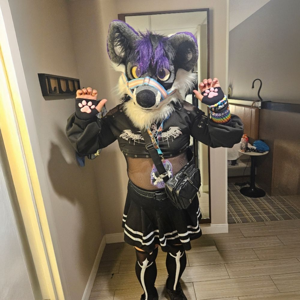 Koa the Wusky 🔜  Megalex, BLFC(?)