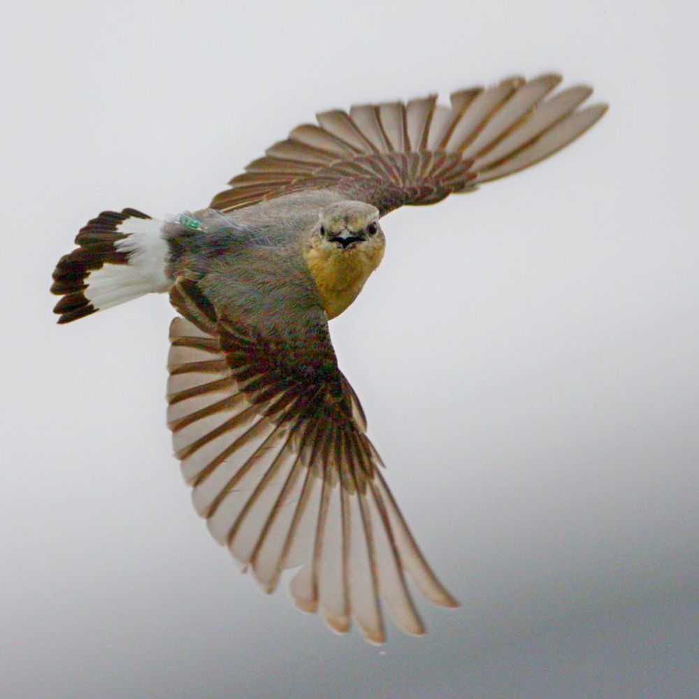 Migration Ecology Group