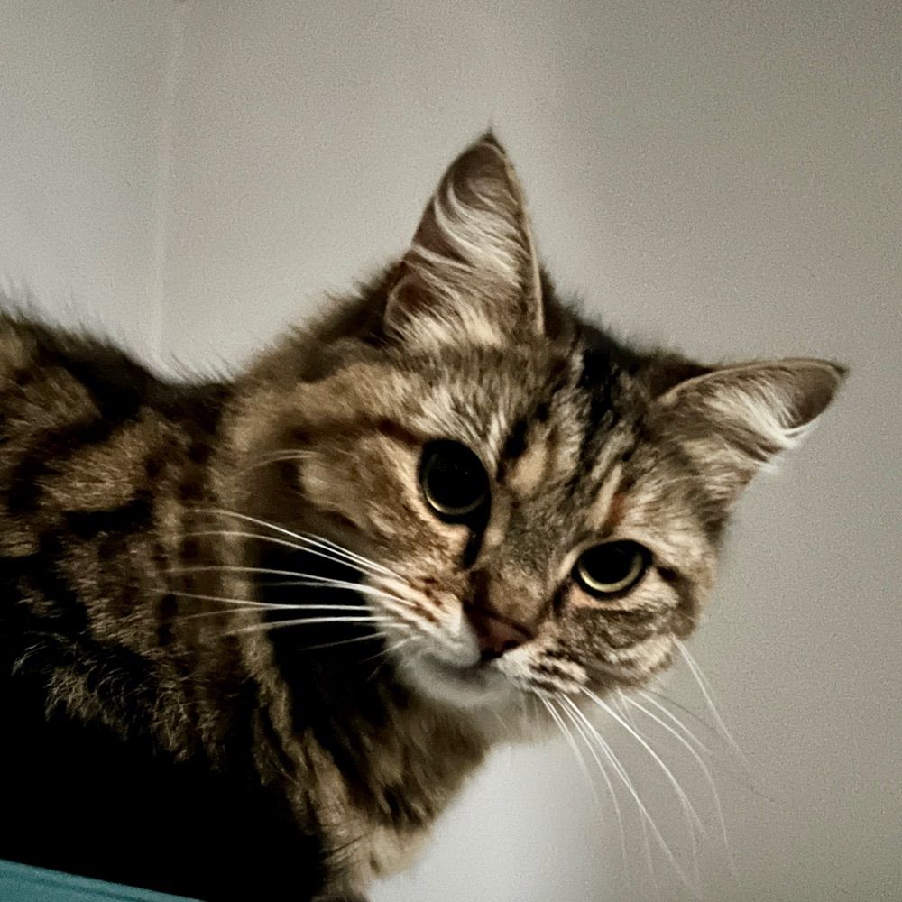 birbameow.bsky.social