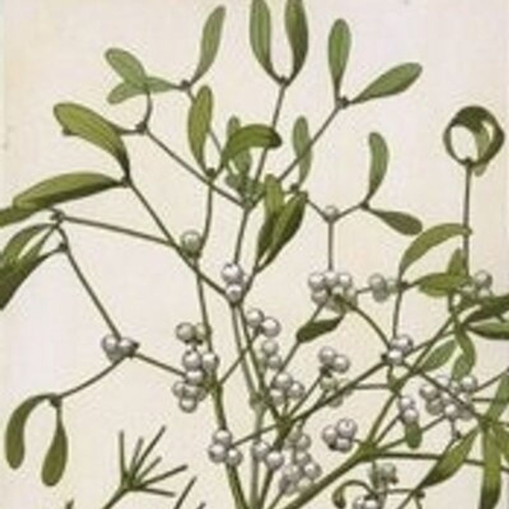 Mistletoe Matters