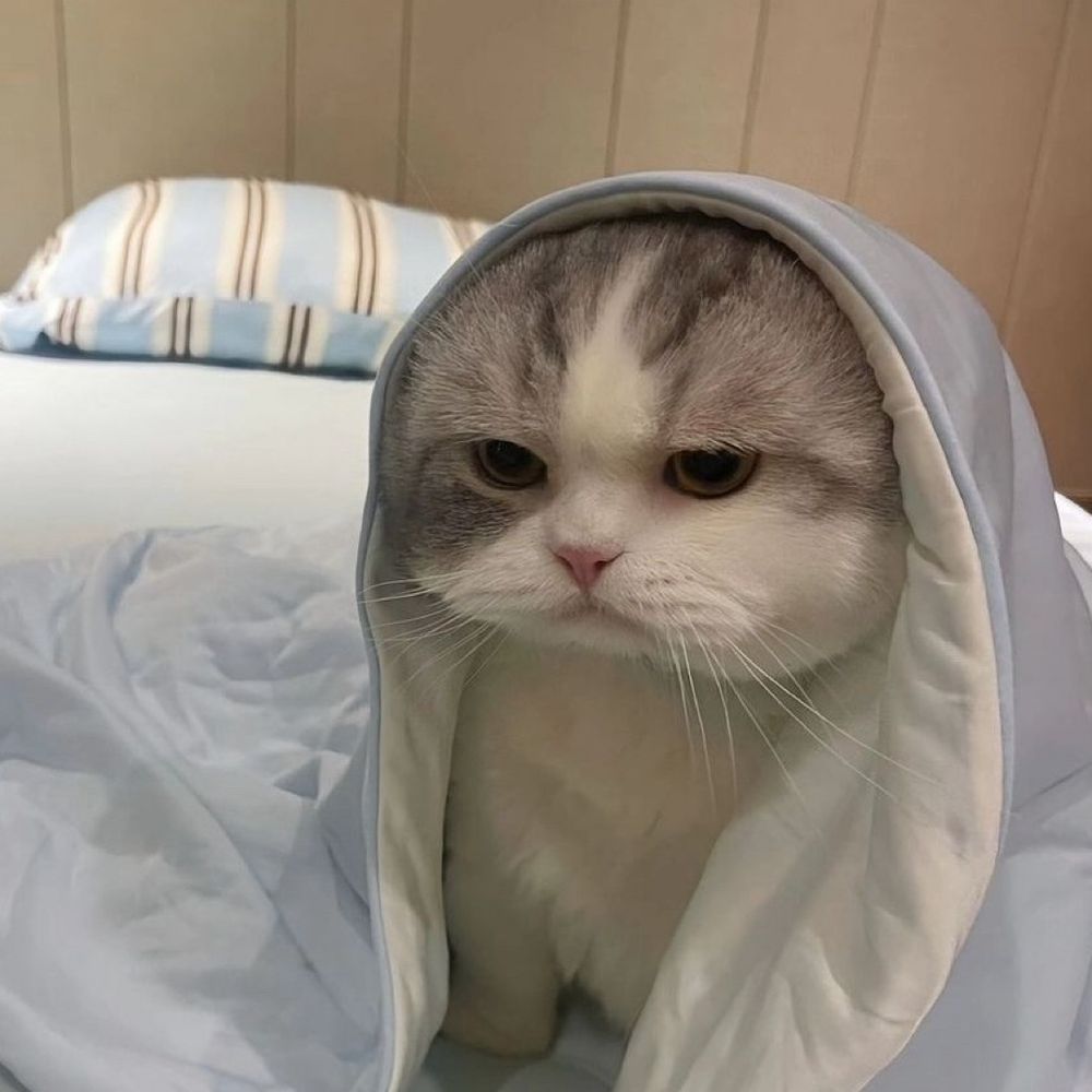 😼