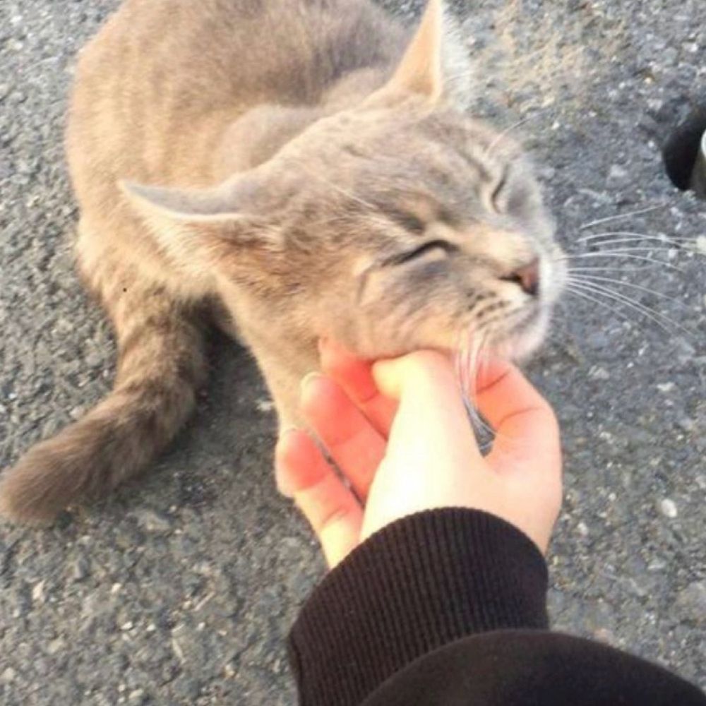 本栞