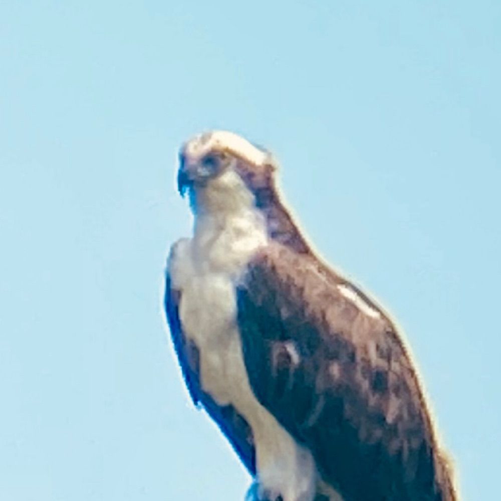 Osprey Arts