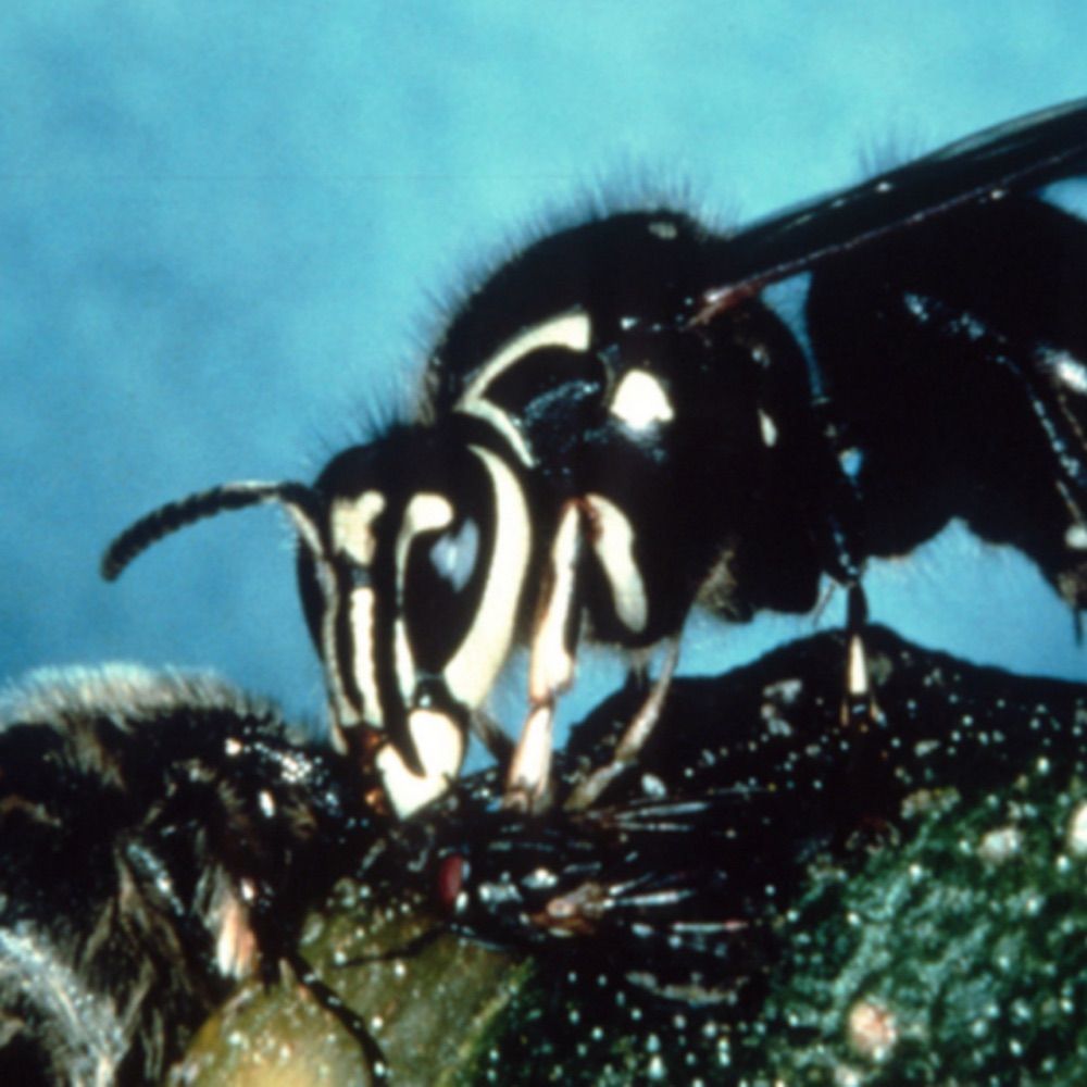 God is a perverted entomologist 