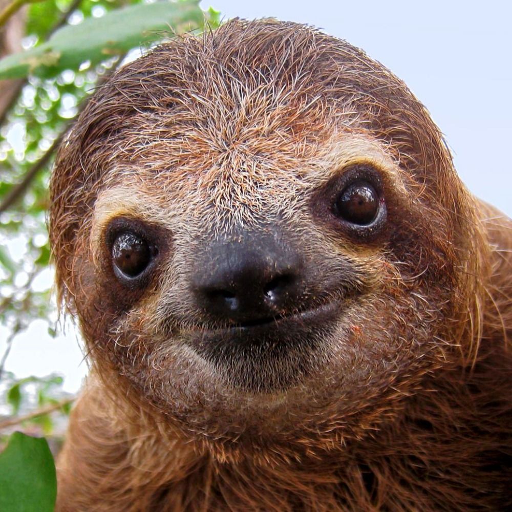 Gizmo/clappingsloth