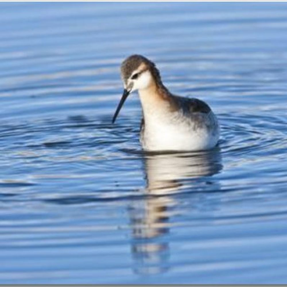 phalarope