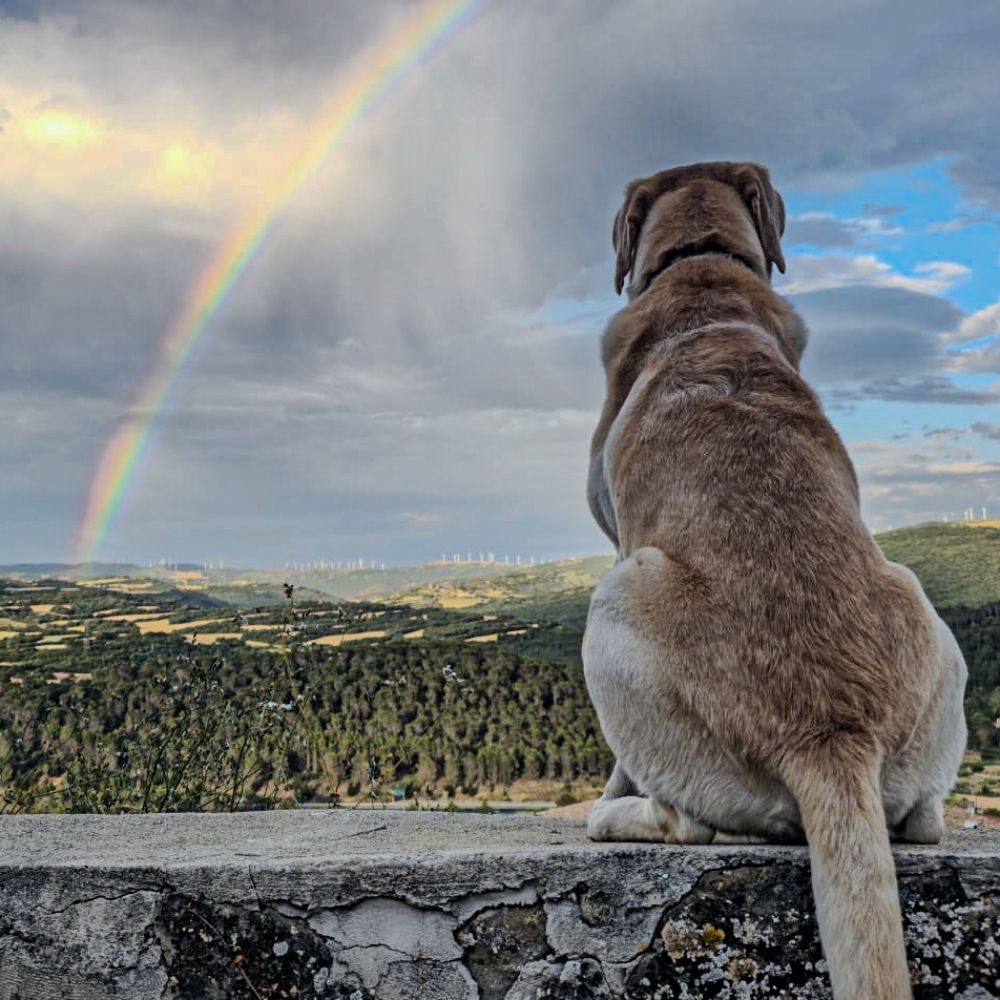 De Viaje con Odin