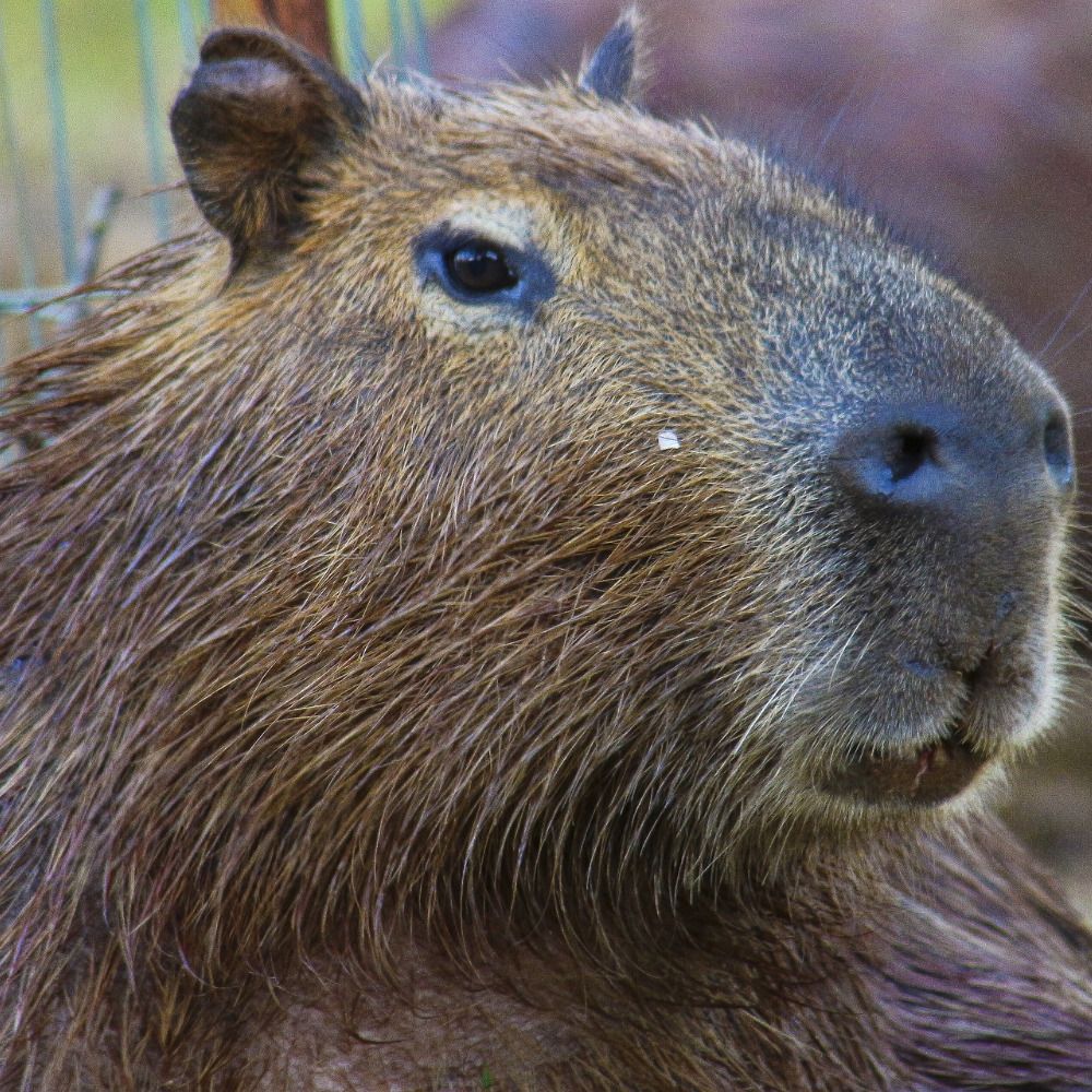 Unholy Capybara