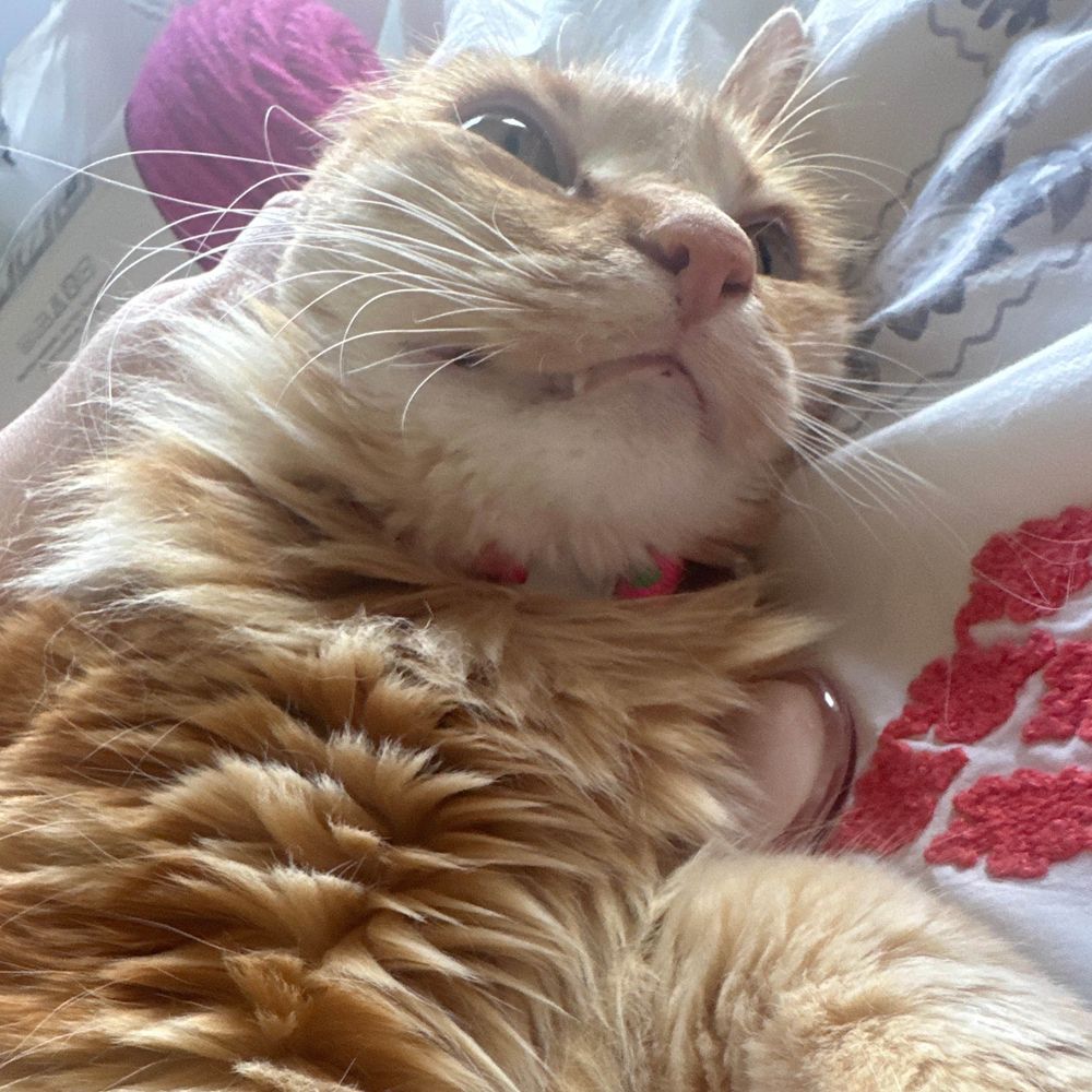 Mia 🐱