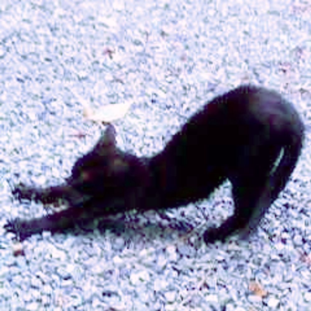 よっしー