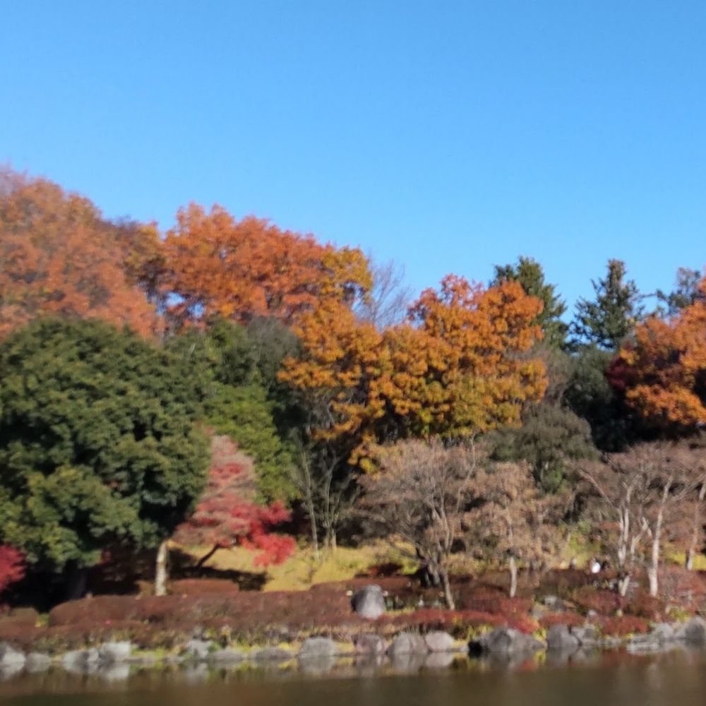 こもれび🍁