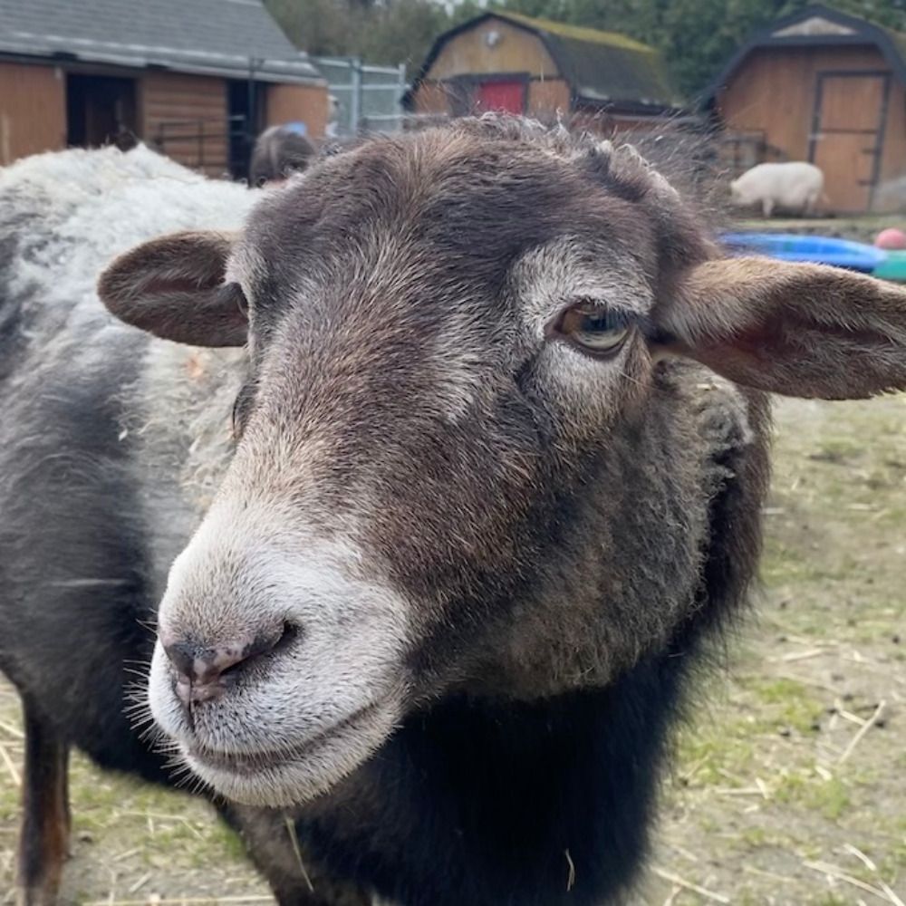 sheep