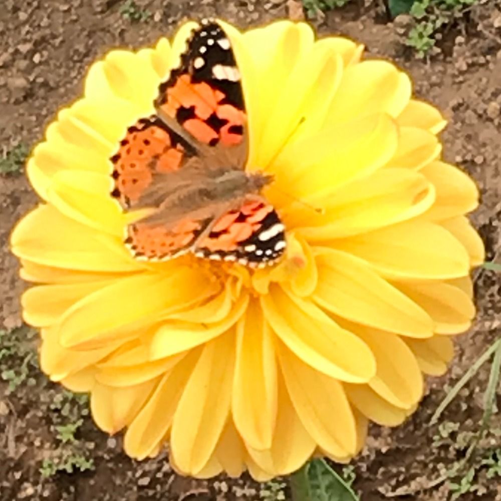 🌺