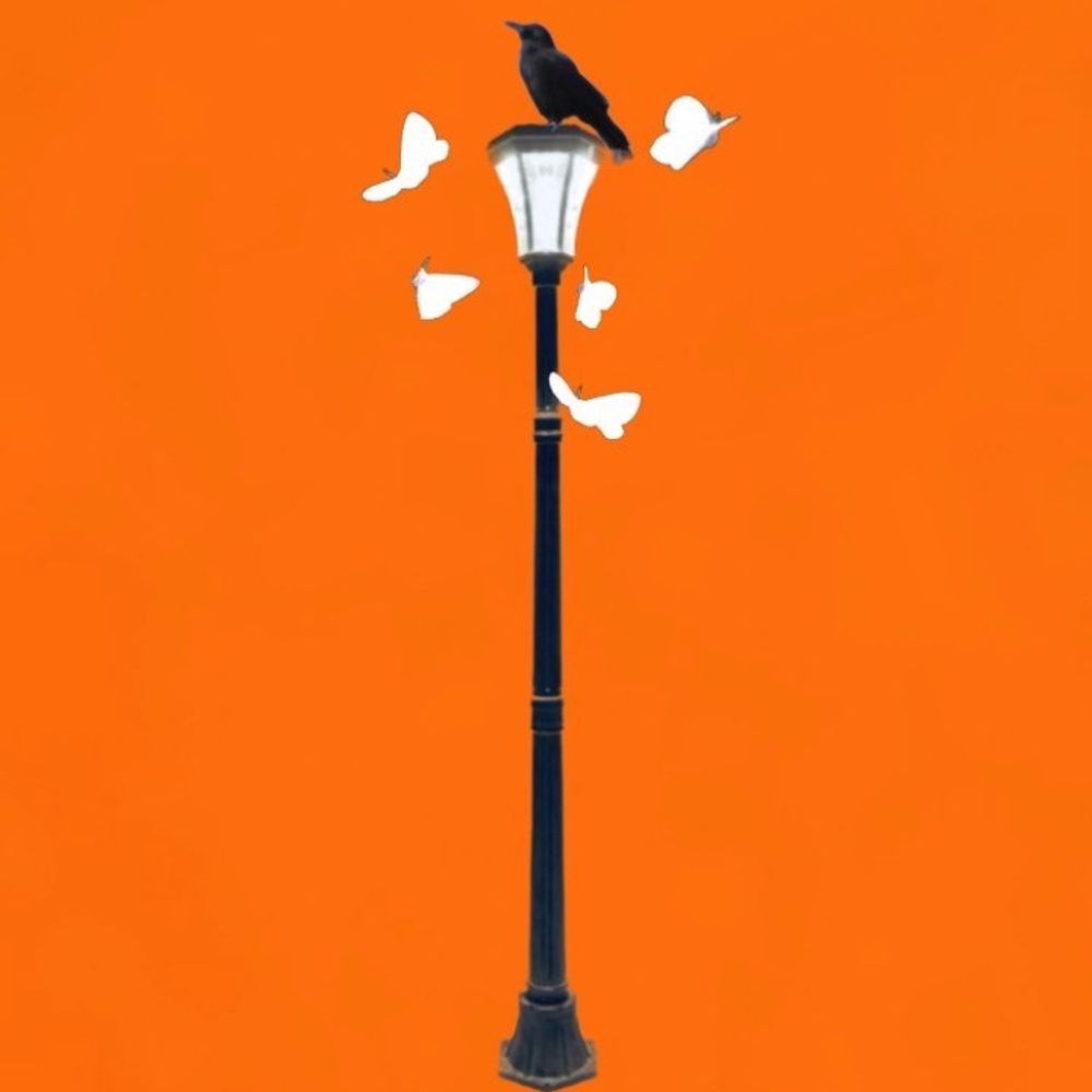 🐦‍⬛