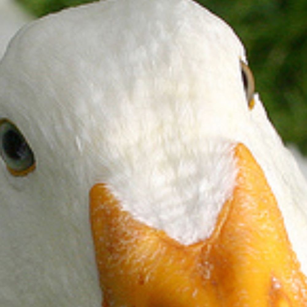 Quacker