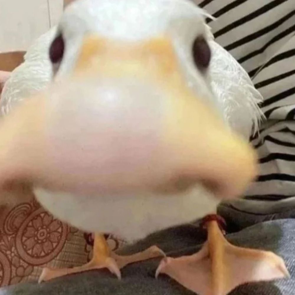 Duck