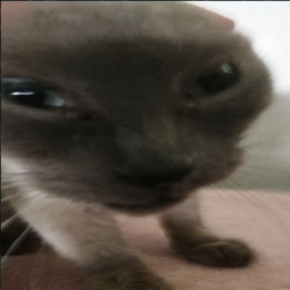 gS