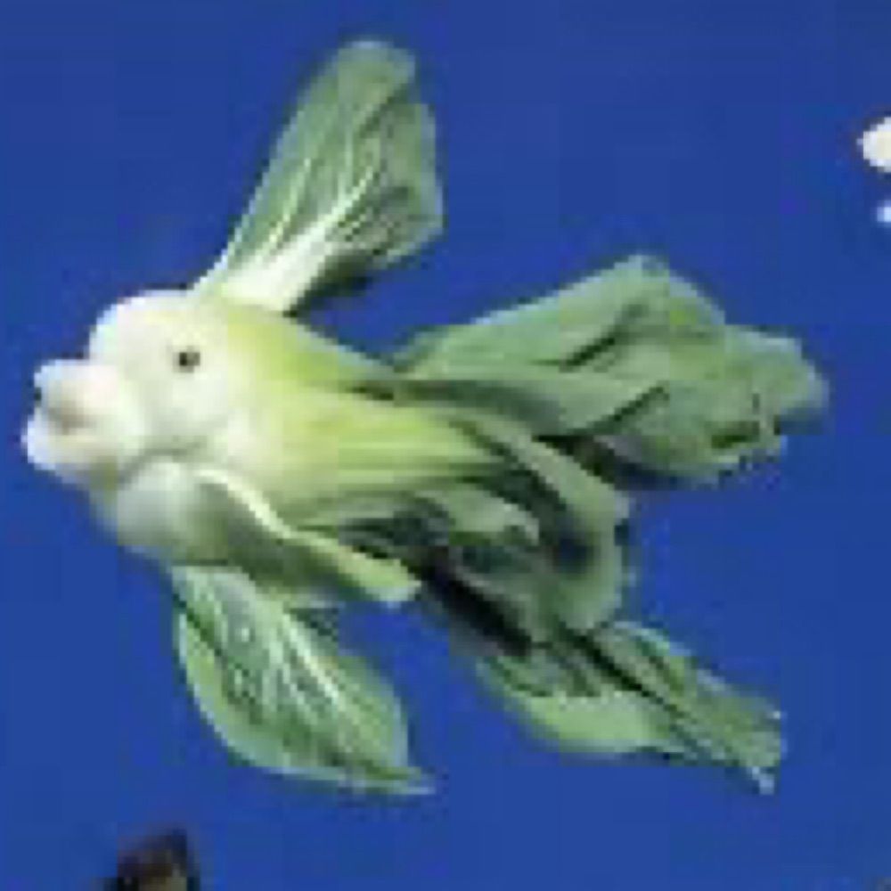 nottapotato.bsky.social