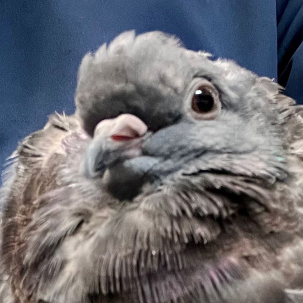 Lou