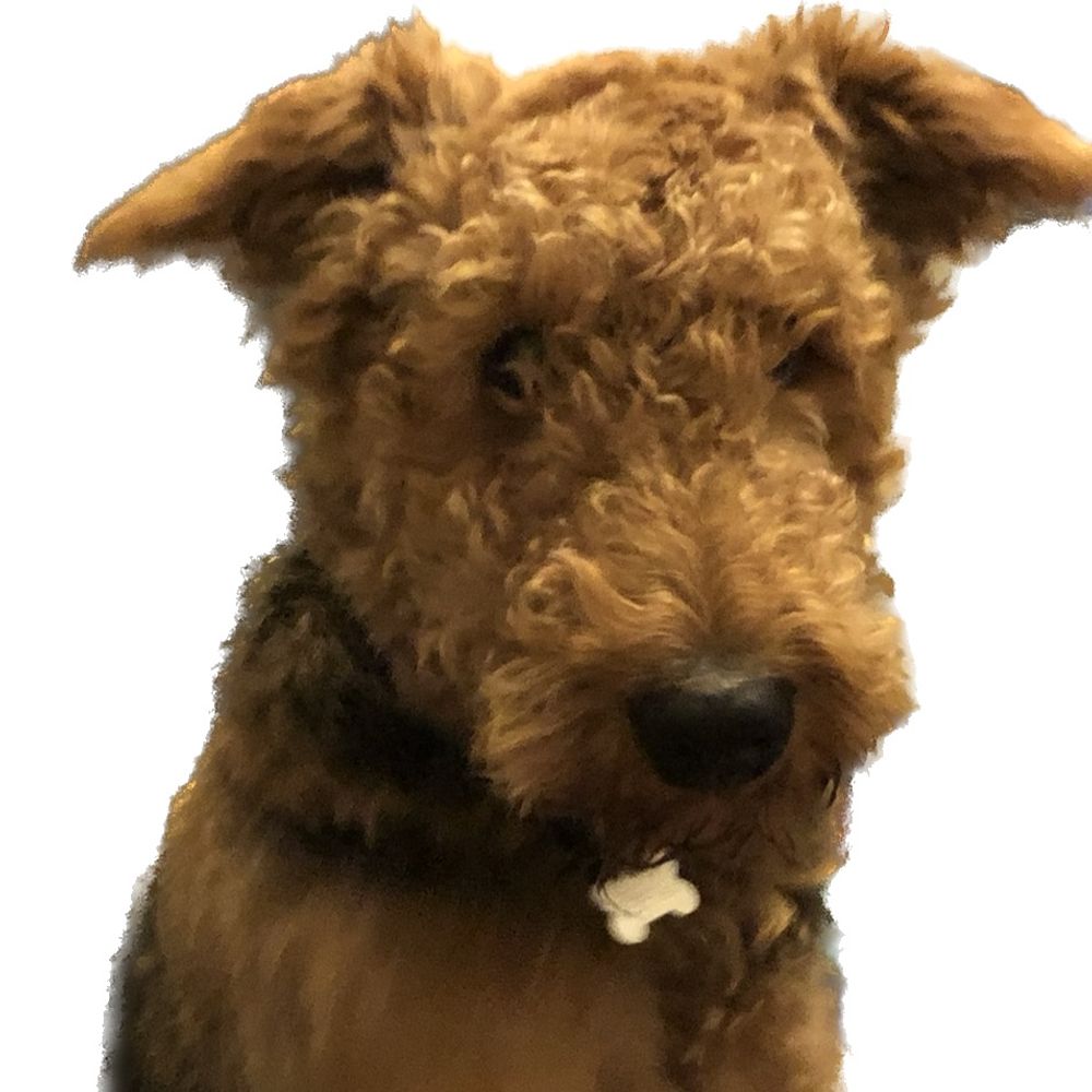 Teddy the Airedale 