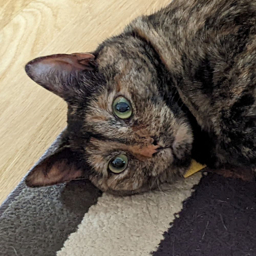 Allegra