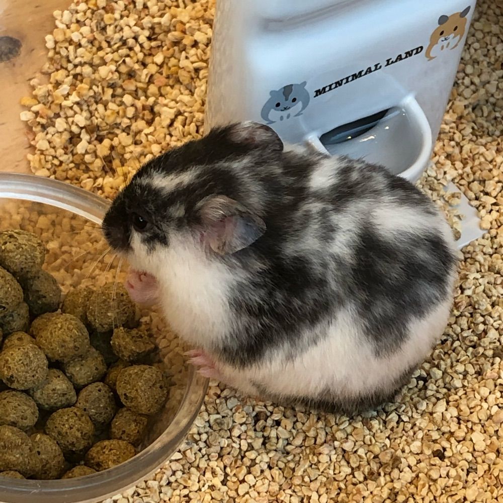 かもも。