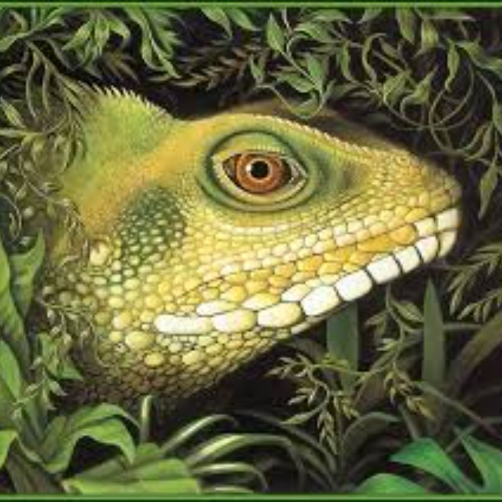 Lizard